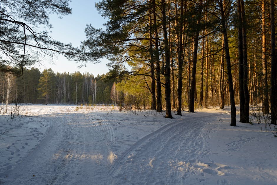 Vinterlandskap och sparmiljo